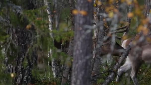 Rendierscène Het Najaar Lapland Finland — Stockvideo