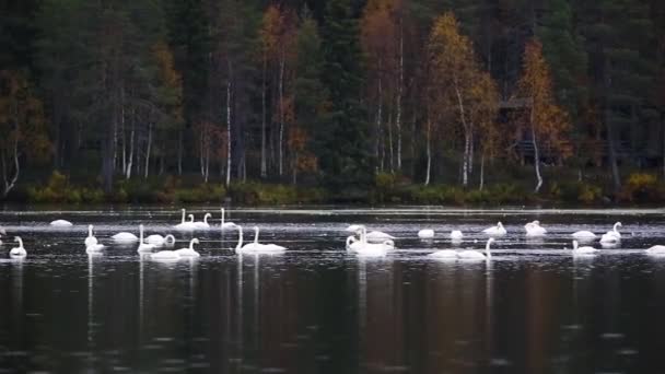 Whooper Swan Group Lake Lapland Фінляндія — стокове відео