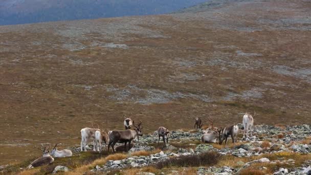 Renifer Parku Narodowym Pallas Yllastunturi Finlandia — Wideo stockowe