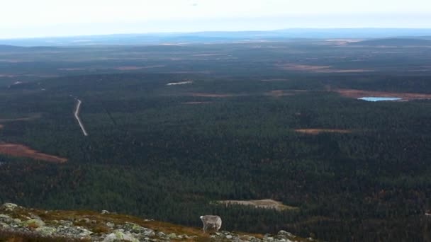 Rentiere Pallas Yllastunturi Nationalpark Finnland — Stockvideo