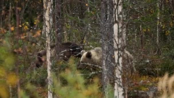 Bruine Beer Kuusamo Lapland Finland — Stockvideo