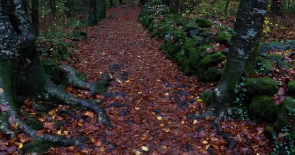 西班牙加泰罗尼亚吉罗纳La Garrotxa Fageda Jorda森林的秋季风景 — 图库视频影像