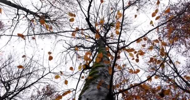 Herfsttafereel Fageda Jorda Forest Garrotxa Girona Catalonië Spanje — Stockvideo