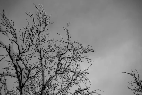 Arbres Neige Forêt Nuorgam Laponie Finlande — Photo