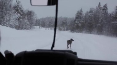 Nuorgam, Lapland, Finlandiya 'da kış yolunda ren geyiği