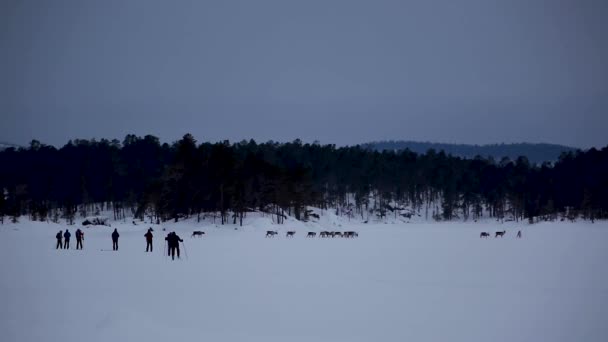 フィンランド ラップランドの稲荷湖でのリーダーとスキー遠征 — ストック動画