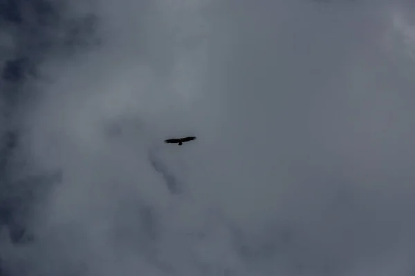 Volo Dell Avvoltoio Nel Parco Nazionale Ordesa Monte Perdido Pirenei — Foto Stock