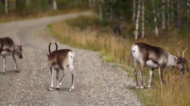 Renarnas Scen Hösten Lappland Finland — Stockvideo