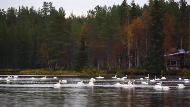 フィンランドのラップランドにある湖の白鳥のグループ — ストック動画