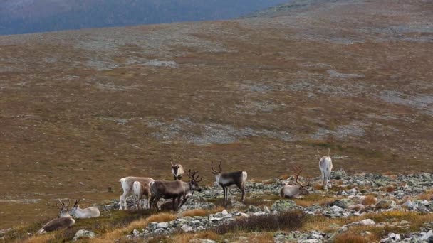 Rendieren Pallas Yllastunturi National Park Finland — Stockvideo