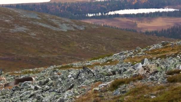 Rennes Dans Parc National Pallas Yllastunturi Finlande — Video