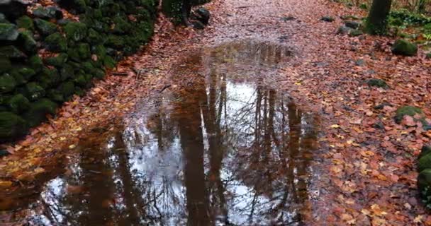 Cena Outono Floresta Fageda Jorda Garrotxa Girona Catalunha Espanha — Vídeo de Stock