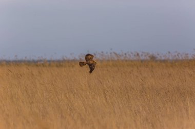 Aiguamolls De L 'Emporda Doğa Rezervi, İspanya' da Batı bataklık harkeri (Circus aeruginosus).