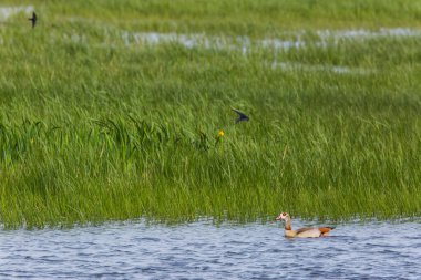 Aiguamolls De L 'Emporda Doğa Rezervi, İspanya.