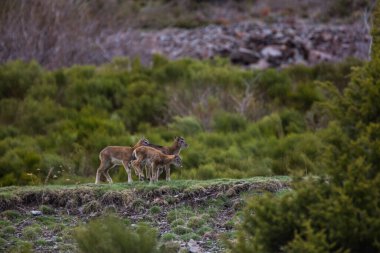 Mouflon ilkbaharda Capcir, Pyrenees, Fransa 'da