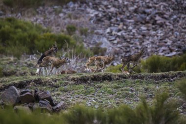 Mouflon ilkbaharda Capcir, Pyrenees, Fransa 'da
