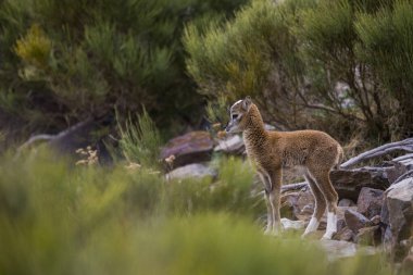 Mouflon ilkbaharda Capcir, Pyrenees, Fransa 'da