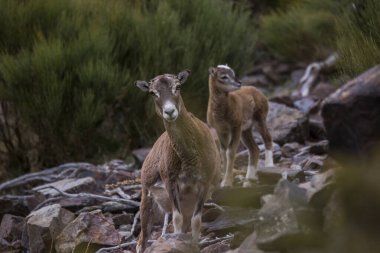 Mouflon ilkbaharda Capcir, Pyrenees, Fransa 'da