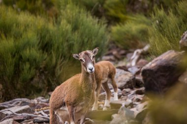 Mouflon ilkbaharda Capcir, Pyrenees, Fransa 'da