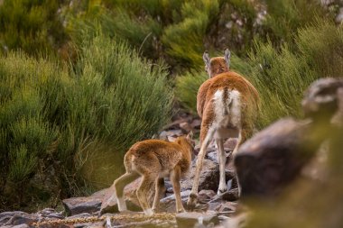 Mouflon ilkbaharda Capcir, Pyrenees, Fransa 'da