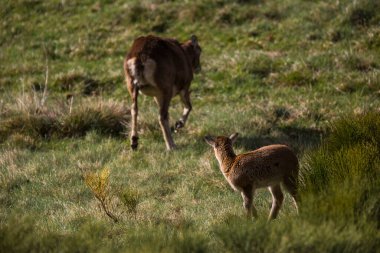 Mouflon ilkbaharda Capcir, Pyrenees, Fransa 'da