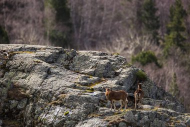 Mouflon ilkbaharda Capcir, Pyrenees, Fransa 'da