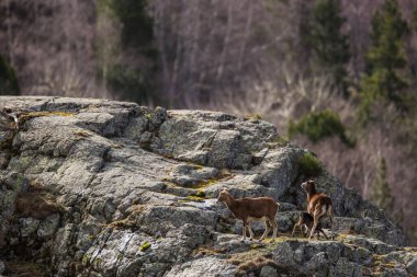Mouflon ilkbaharda Capcir, Pyrenees, Fransa 'da