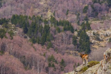 Mouflon ilkbaharda Capcir, Pyrenees, Fransa 'da