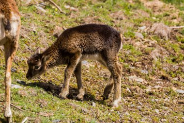 Mouflon ilkbaharda Capcir, Pyrenees, Fransa 'da