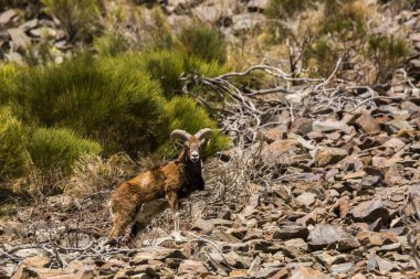 Mouflon ilkbaharda Capcir, Pyrenees, Fransa 'da