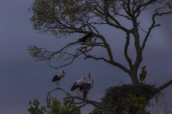 Storks Spring Aiguamolls Emporda Nature Reserve Spain — Stock Photo, Image