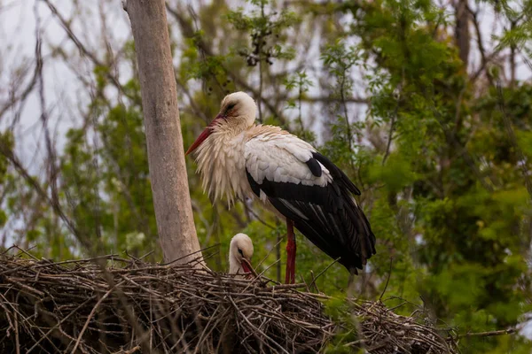 Storkar Våren Aiguamolls Emporda Naturreservat Spanien — Stockfoto