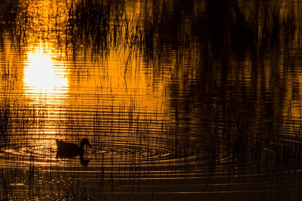 Mallard Baharda Aiguamolls Emporda Doğa Rezervi Spanya — Stok fotoğraf