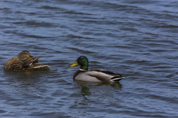 Mallard Wiosną Rezerwacie Przyrody Aiguamolls Emporda Hiszpania — Zdjęcie stockowe