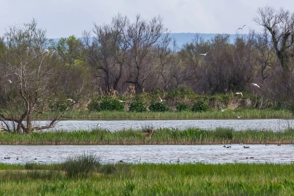 Mizející Jelen Přírodní Rezervaci Aiguamolls Emporda Španělsko — Stock fotografie