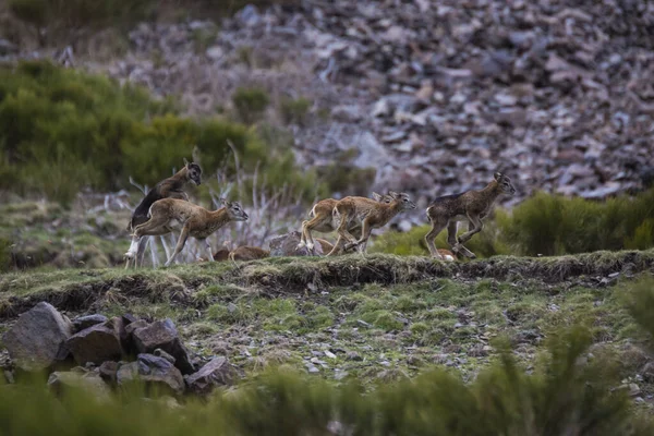 Mouflon Keväällä Capcir Pyreneiden Ranska — kuvapankkivalokuva