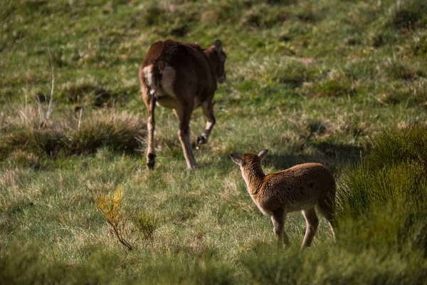 Mouflon Primavera Capcir Pirenei Francia — Foto Stock