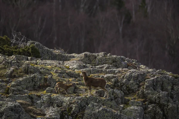 Mouflon Primavera Capcir Pirinéus Francia — Fotografia de Stock