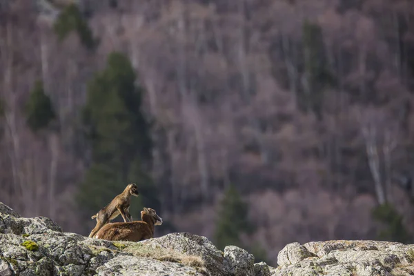 Mouflon Primavera Capcir Pirinéus Francia — Fotografia de Stock