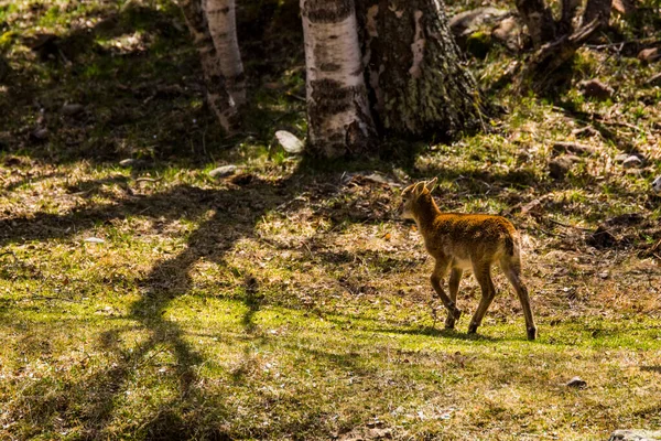 Mouflon Spring Capcir Pyrenees France — Stock Photo, Image