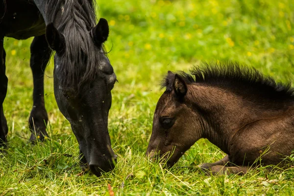 Chevaux Automne Dans Les Montagnes Capcir Cerdagne Pyrénées Sud France — Photo