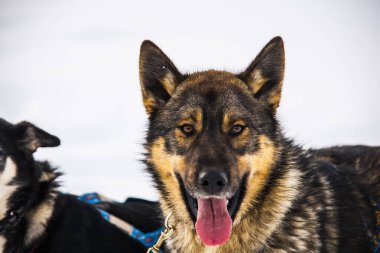 Kuzey Norveç, Lofoten Adaları 'nda köpek kızağı..