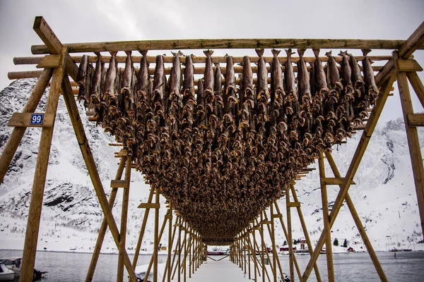 Kuzey Norveç Teki Lofoten Adaları Ndaki Korkunç Tuzlu Morina Balığı — Stok fotoğraf