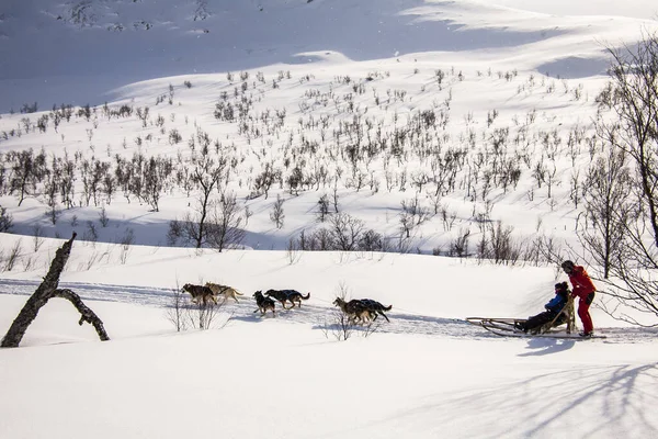 Hundeslæde Lofoten Islands Nordnorge - Stock-foto