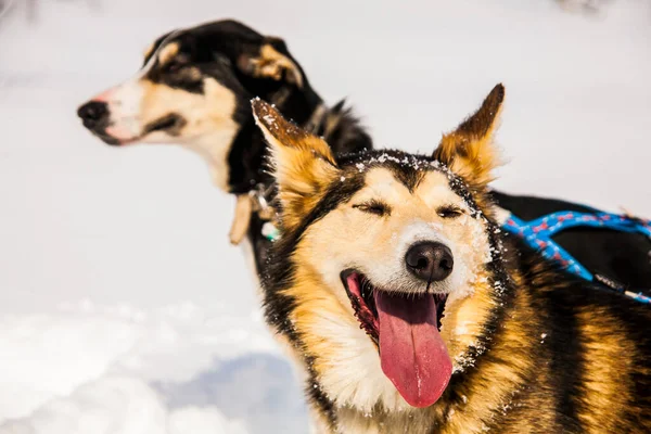 Paseos Trineo Para Perros Las Islas Lofoten Norte Noruega —  Fotos de Stock