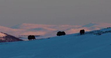 Dovrefjell Ulusal Parkı, Norveç 'te misk öküzü