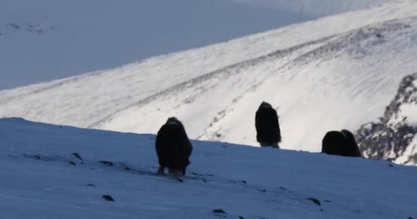 Moschusochsen Dovrefjell Nationalpark Norwegen — Stockvideo