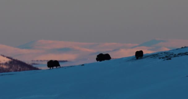 Musk Dovrefjell National Park Norway — Stock Video