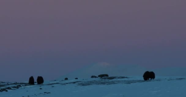 Dovrefjell Ulusal Parkı Norveç Misk Öküzü — Stok video