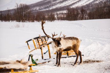 Kuzey Norveç, Lofoten Adaları 'ndaki ren geyikleri. Avrupa.